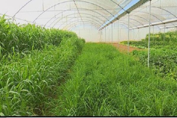 83 درصد تولید علوفه کشور مربوط به یونجه وذرت است