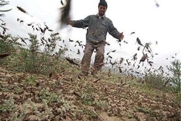 مبارزه با آفت ملخ مراکشی در 2646 هکتار از باغات رودبار