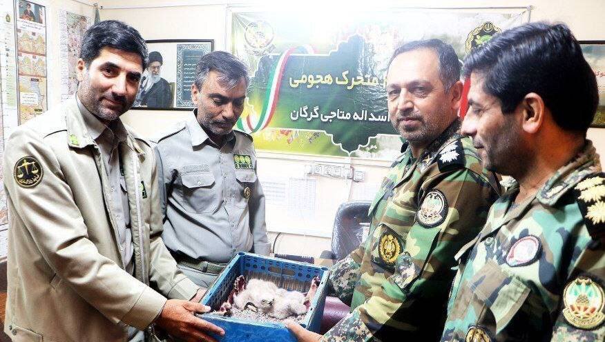 دو بهله عقاب طلایی توسط پرسنل تیپ230 گرگان به محیط زیست تحویل شد