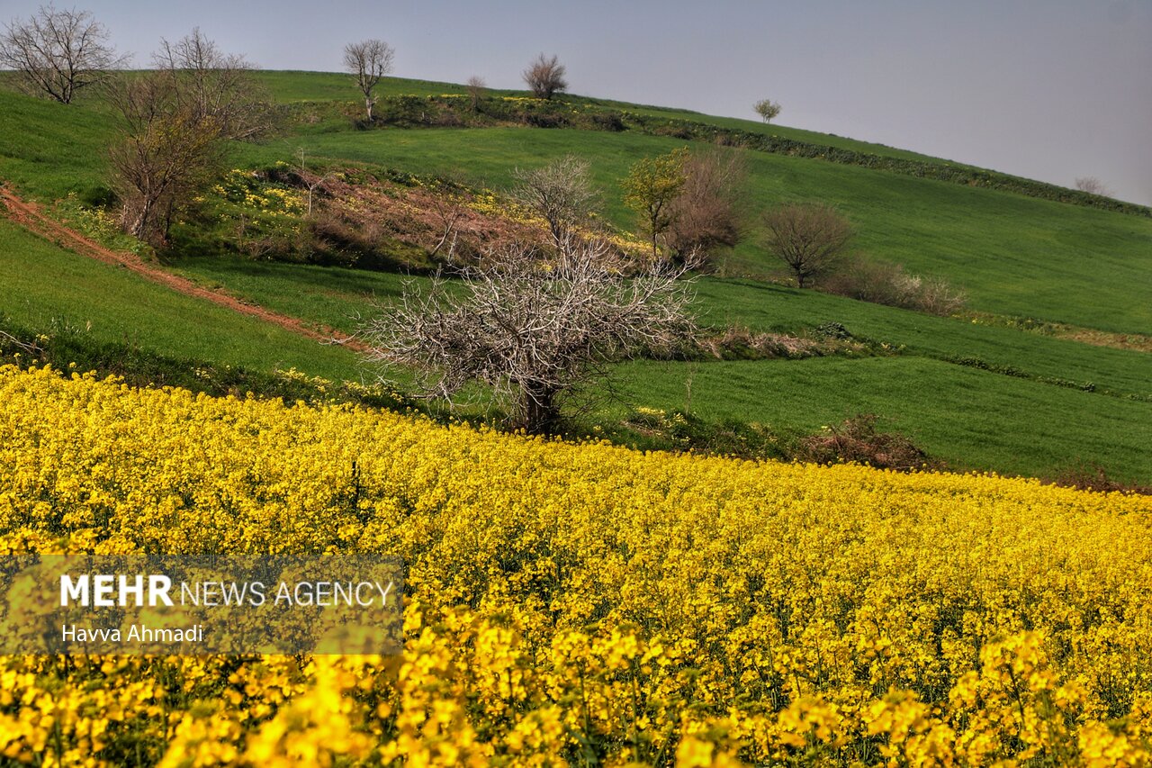 برداشت کلزا از 20 هزار هکتار مزارع گلستان آغاز شد