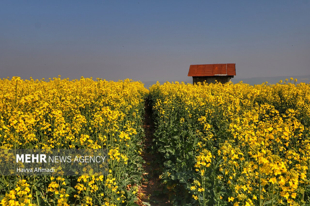 برپایی 23 مرکز خرید تضمینی کلزا در گلستان