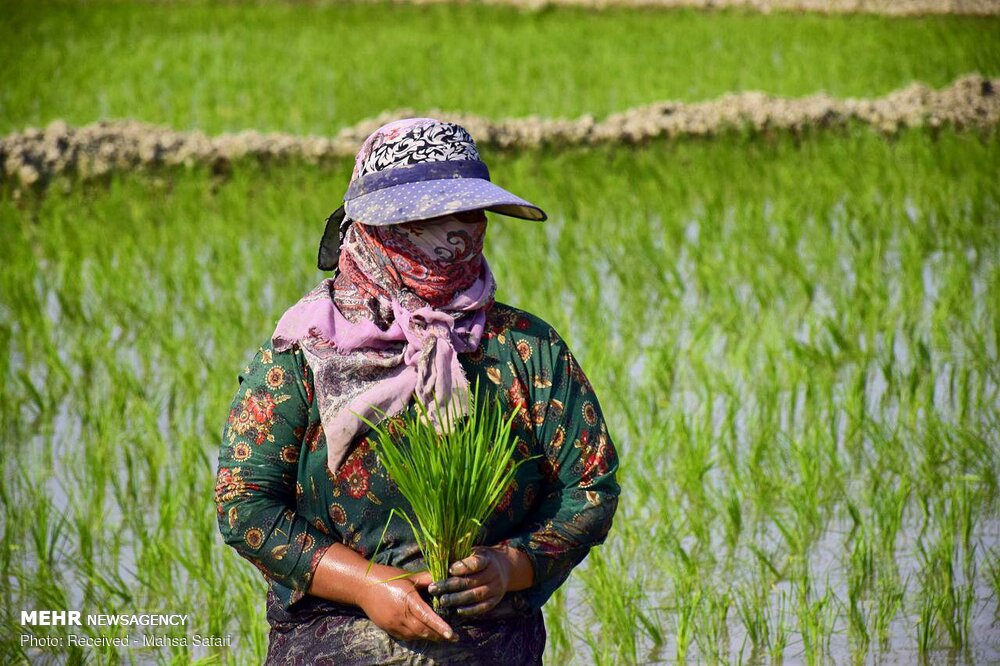 30سال هشدار برای شالیکاری در گلستان/ضریب نفوذ خشکه کاری کاهش یافت