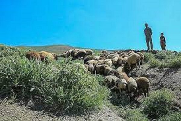 نزاع دسته جمعی اراذل در فاضل آباد/ حال یکی از مجروحان مساعد نیست