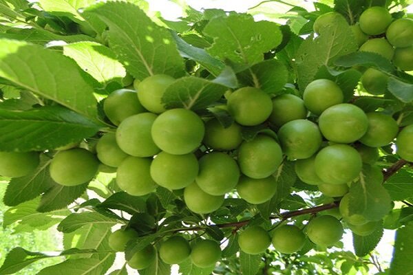 تولید 356 تن گوجه سبز در بندرگز