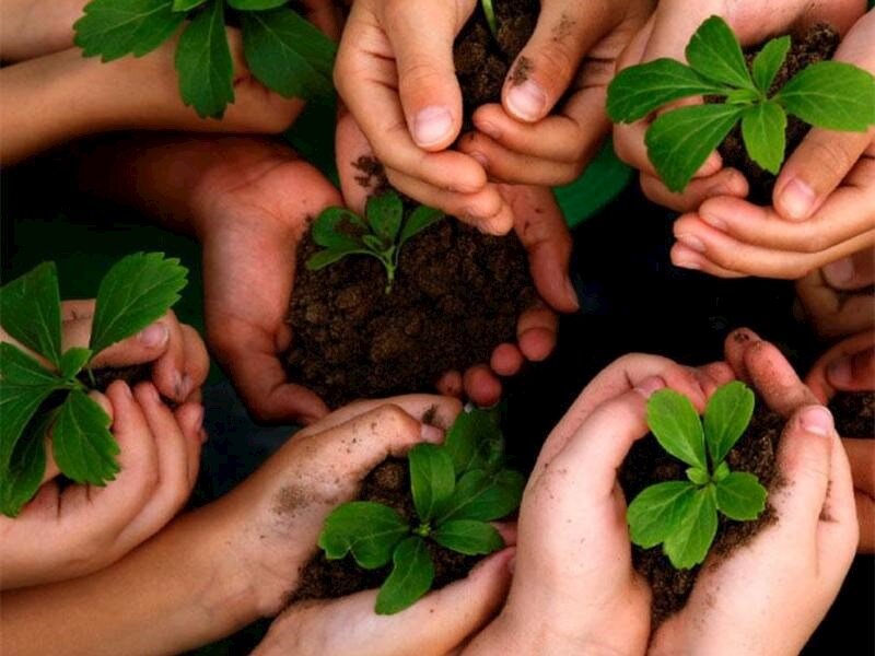 50 درصد فضای باز موجود در ساختمان ها به درختکاری اختصاص یابد
