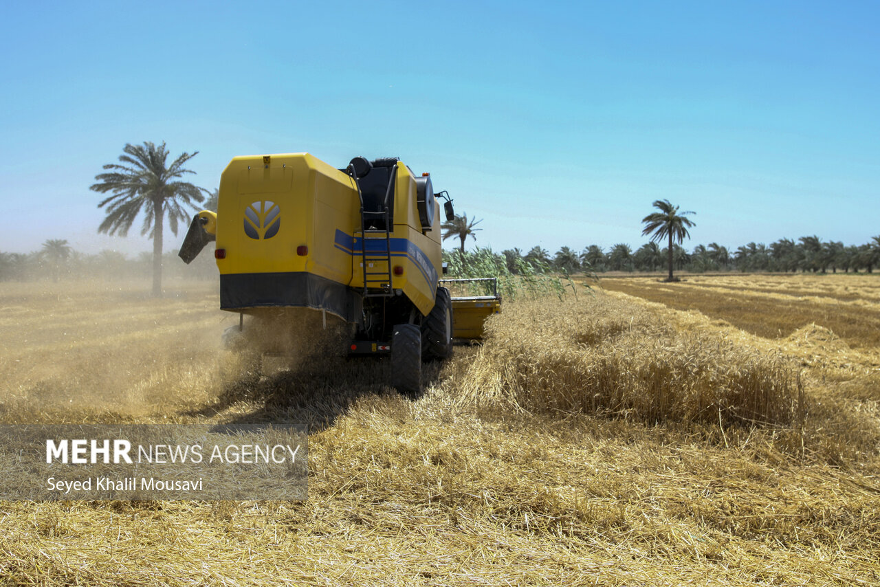 خرید تضمینی گندم در گلستان از 29 اردیبهشت آغاز می شود