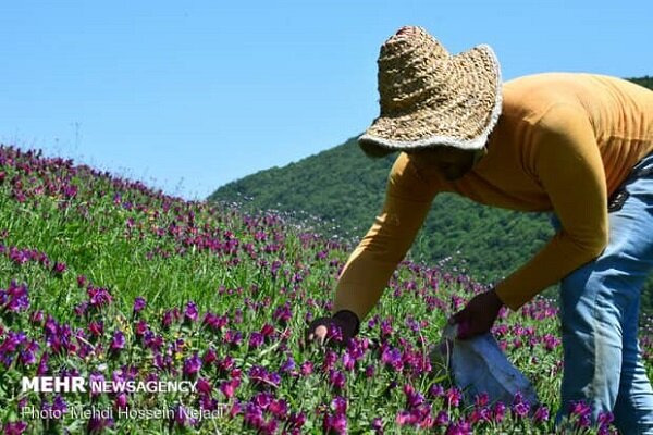 رودسر پایتخت گل گاوزبان کشور