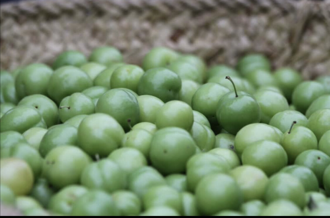 برگزاری جشنواره آلوچه در سنگر رشت