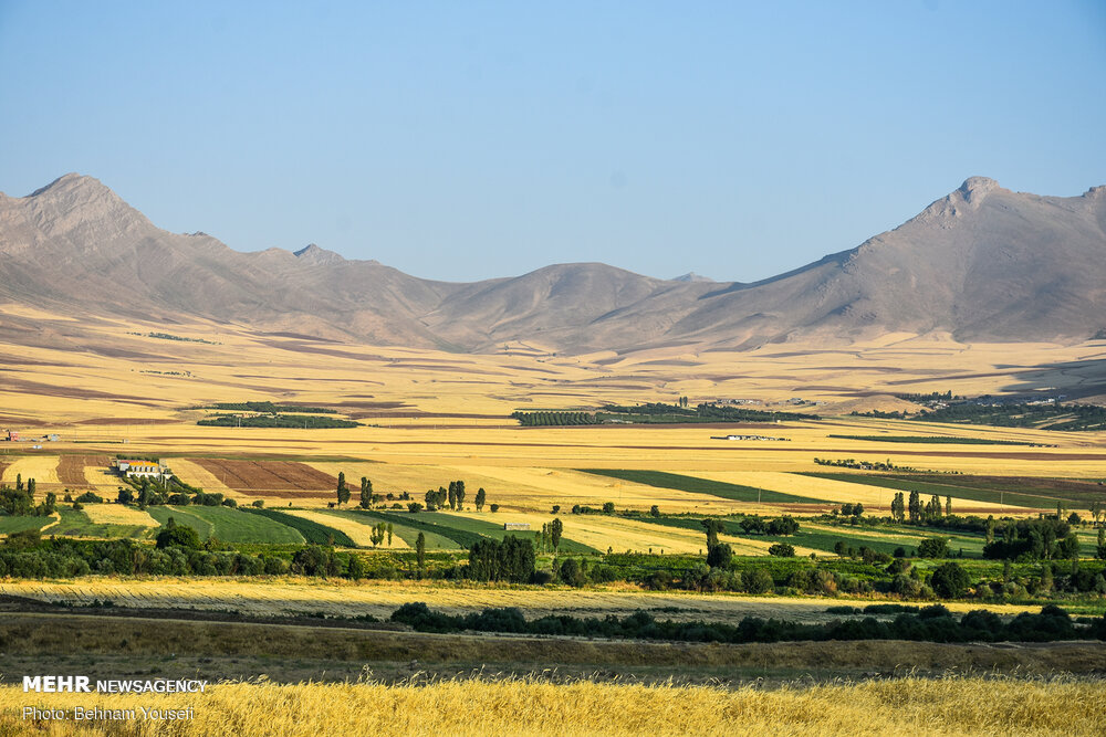 50 هزار هکتار از مزارع مازندران گندمزار است/ رویش 700 گونه گیاهی