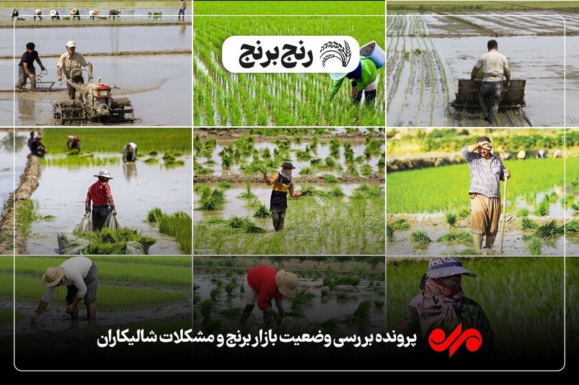 پایین بودن مکانیزاسیون در قطب برنج کشور/ کشاورزان راغب نیستند