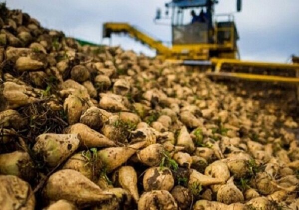 پیش بینی برداشت 110 هزار تن چغندرقند از مزارع گلستان