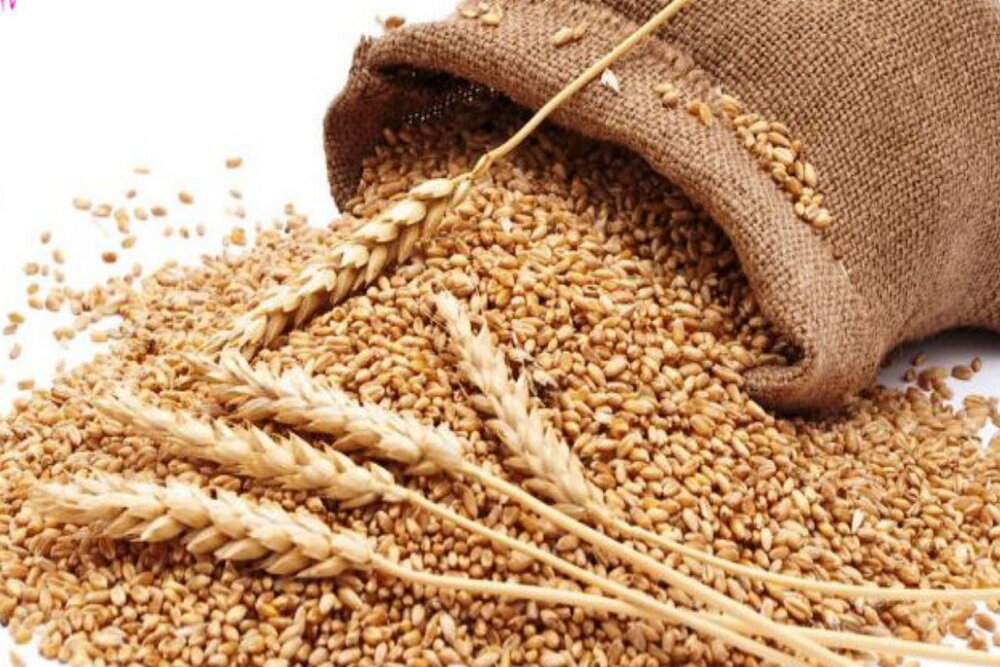 1200 روستای مازندران از شورای زکات برخوردار هستند
