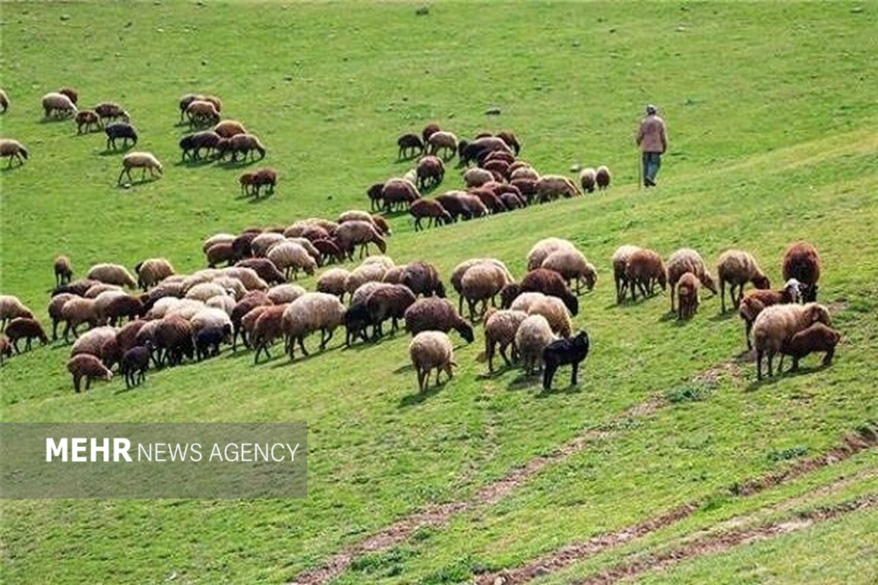 قرق شکنی از موثرترین برنامه های احیای مراتع است