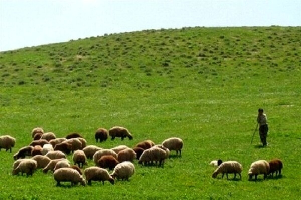 بارندگی‌های اخیر موجب آبگیری پروژه‌های بوته کاری شد