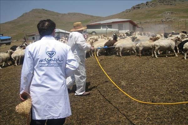سمپاشی حدود 130 هزار مترمربع از جایگاه‌های دام در گیلان