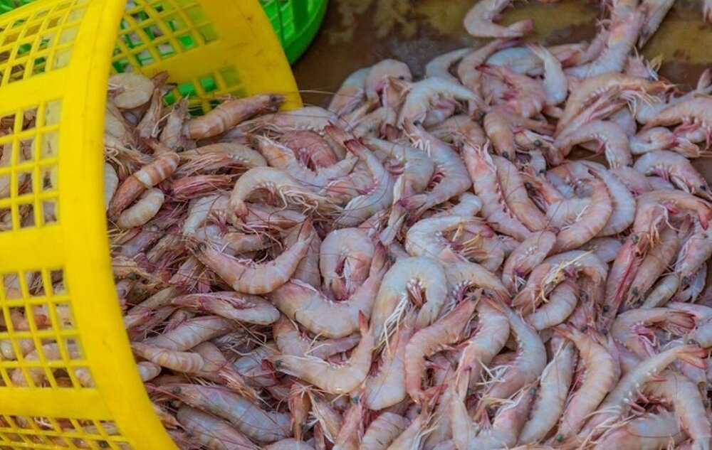 ذخیره سازی بیش از 190 میلیون قطعه بچه میگو در مزارع گمیشان
