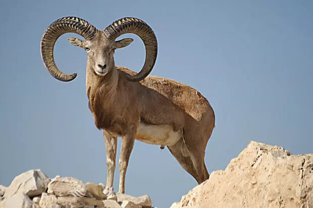 بز کوهی در ارتفاعات مازندران