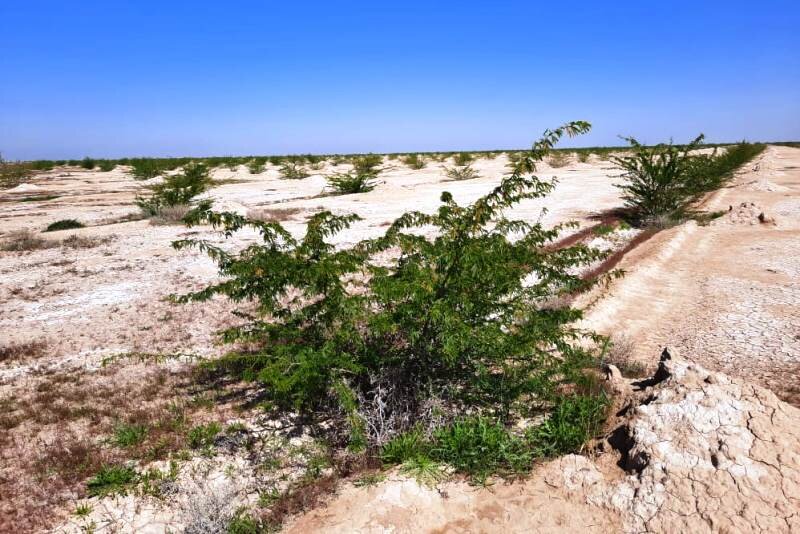 بیابان‌زایی گلستان را از نفس انداخته است/اجرای لاکپشتی طرح ها