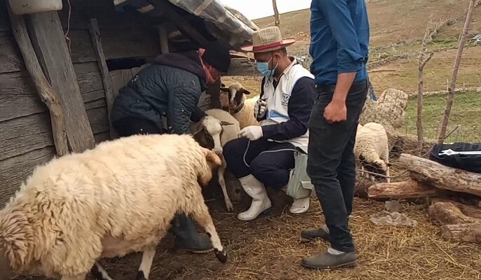واکسینه شدن 62 هزار دام در مناطق صعب العبور رضوانشهر