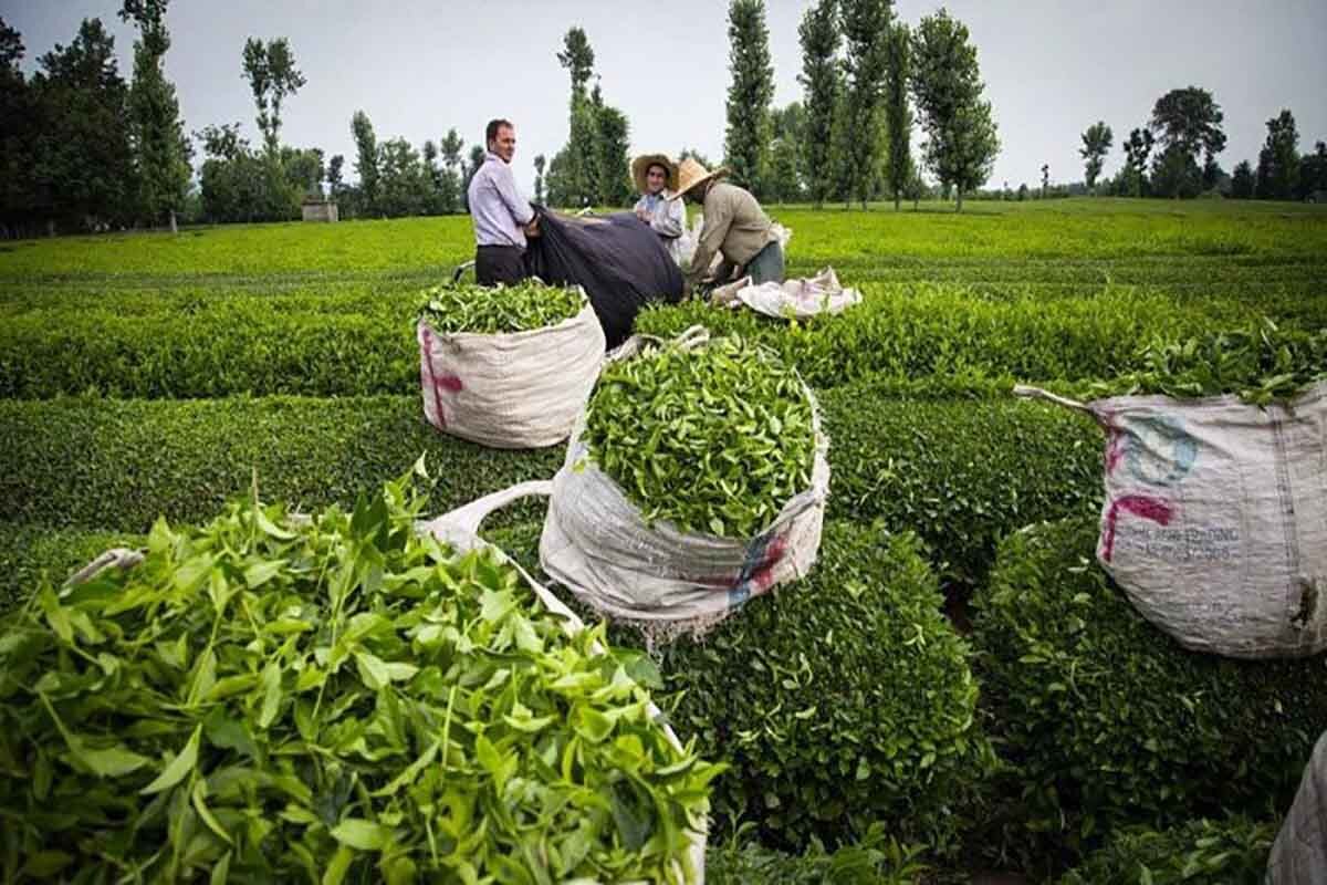 سالانه 80 هزار تن چای خشک به ایران واردات می شود