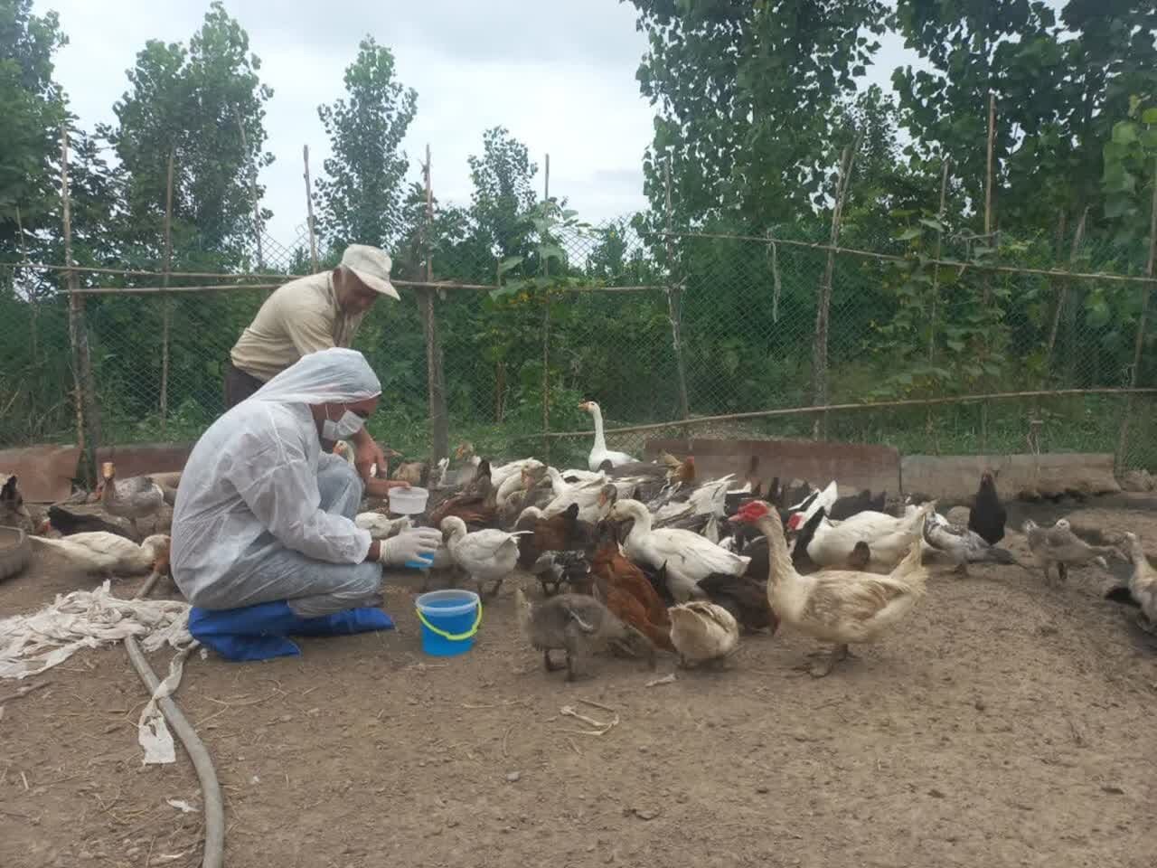 واکسیناسیون طیور در 521 روستای مازندران انجام شد