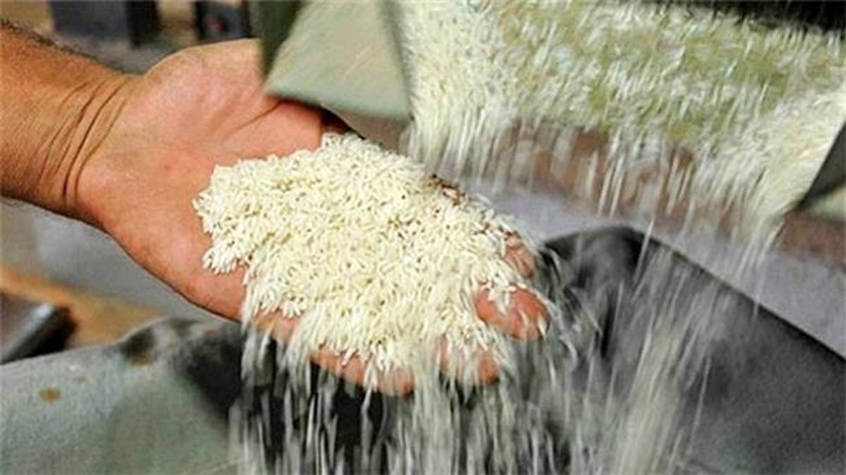 تمامی برنج های سال گذشته کشاورزان تا یک ماه آینده خریداری می شود