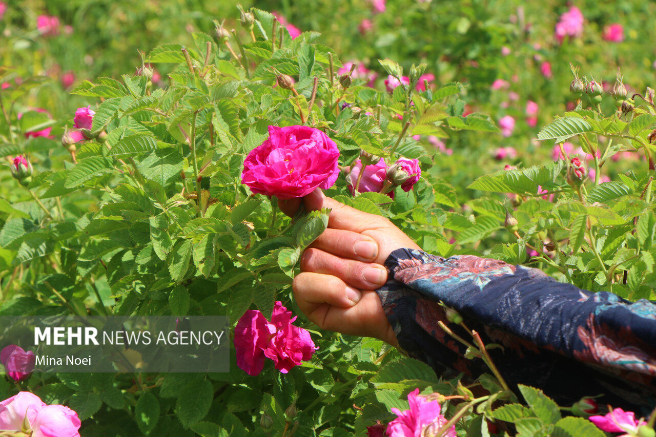 ضرورت راه‌اندازی صنایع تبدیلی گلاب‌گیری در مازندران