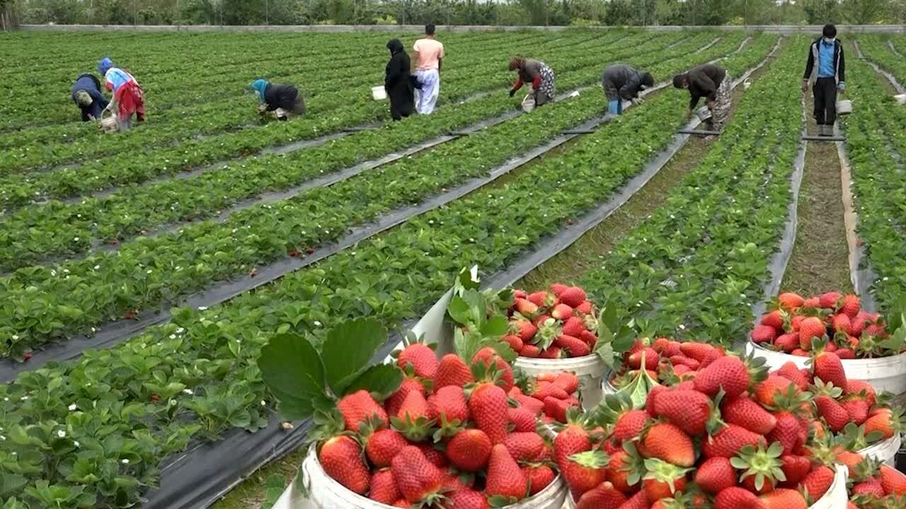 محصولات کشاورزی جویبار برندسازی نشده است