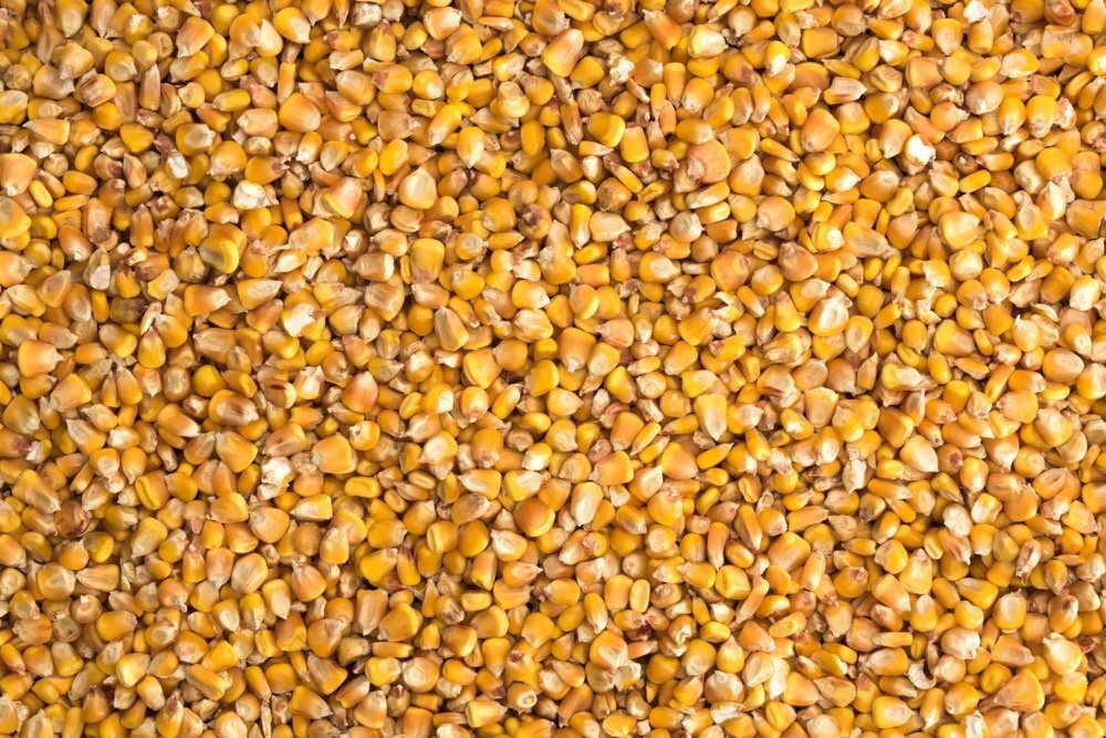 جلوگیری از ترخیص 3000 تن ذرت آلوده در بندر امیرآباد