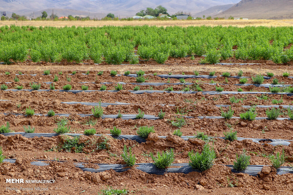 آمادگی فضای آموزشی مازندران برای تحصیل 685 هزار دانشجو ودانش آموز