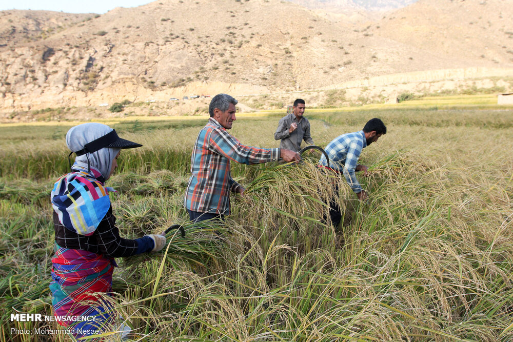 برداشت شالی از اراضی نسق شهرستان گالیکش آغاز شد