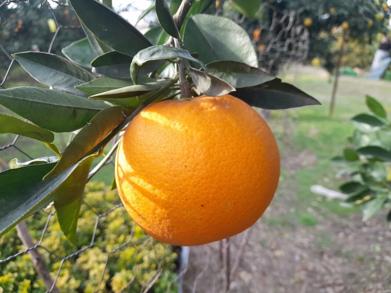 گلایه باغداران رودسری از افزایش هزینه ها