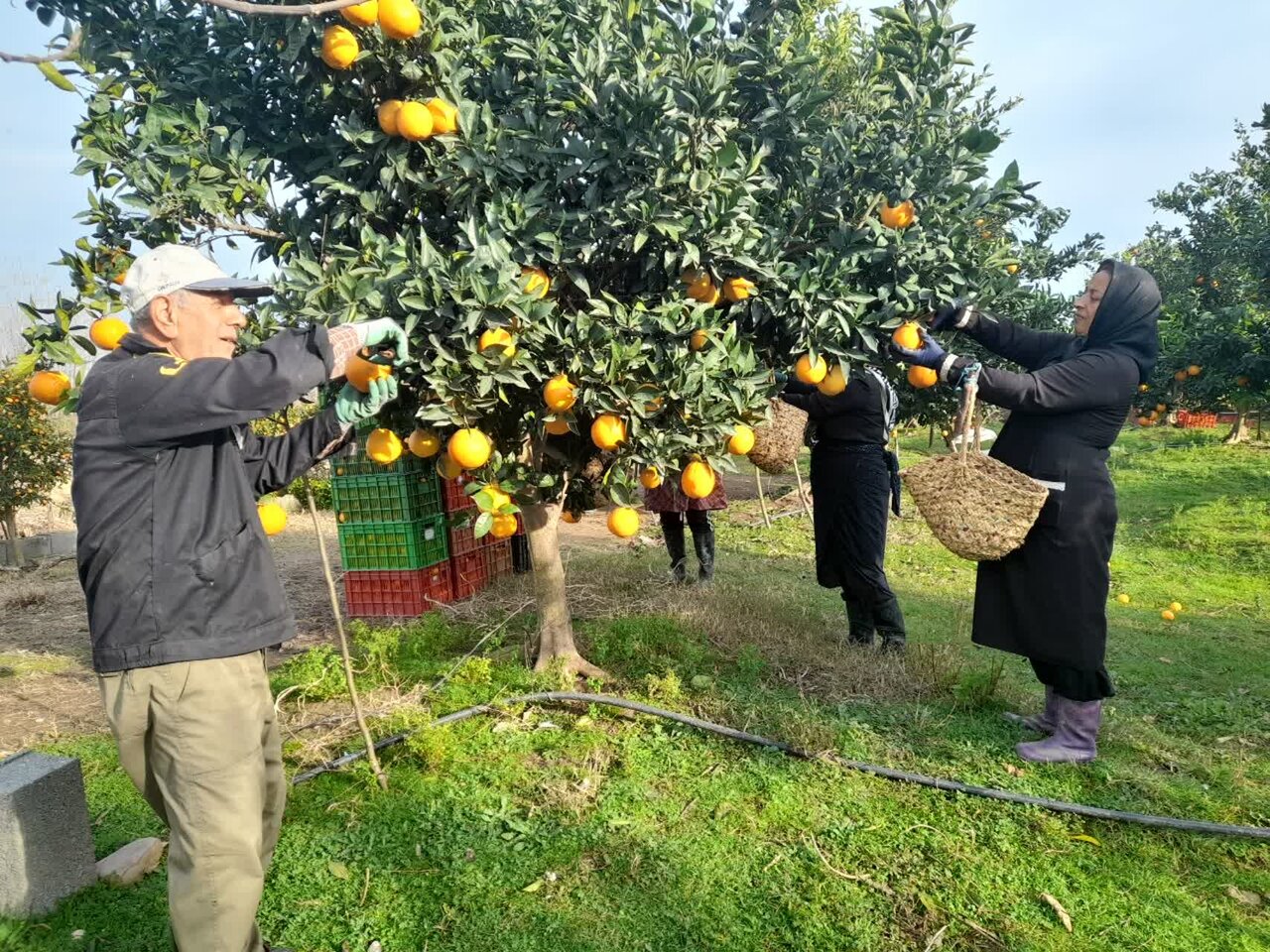 گلایه مندی باغداران رودسری از افزایش هزینه‌ها