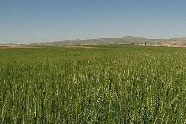 17 هزار هکتار دیمزارهای ساری کشت شد
