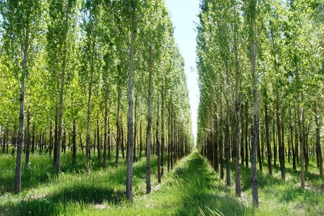 نیاز 16 میلیون مترمکعبی زراعت چوب در کشور/ درخت‎داری کنیم
