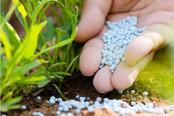 طی پنج سال اخیر میزان 7883 تن کود شیمیایی در گلستان توزیع شد
