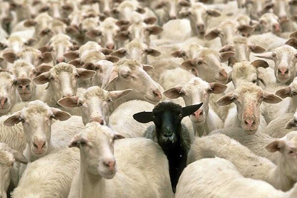 41 راس دام مولد قاچاق در مازندران کشف شد