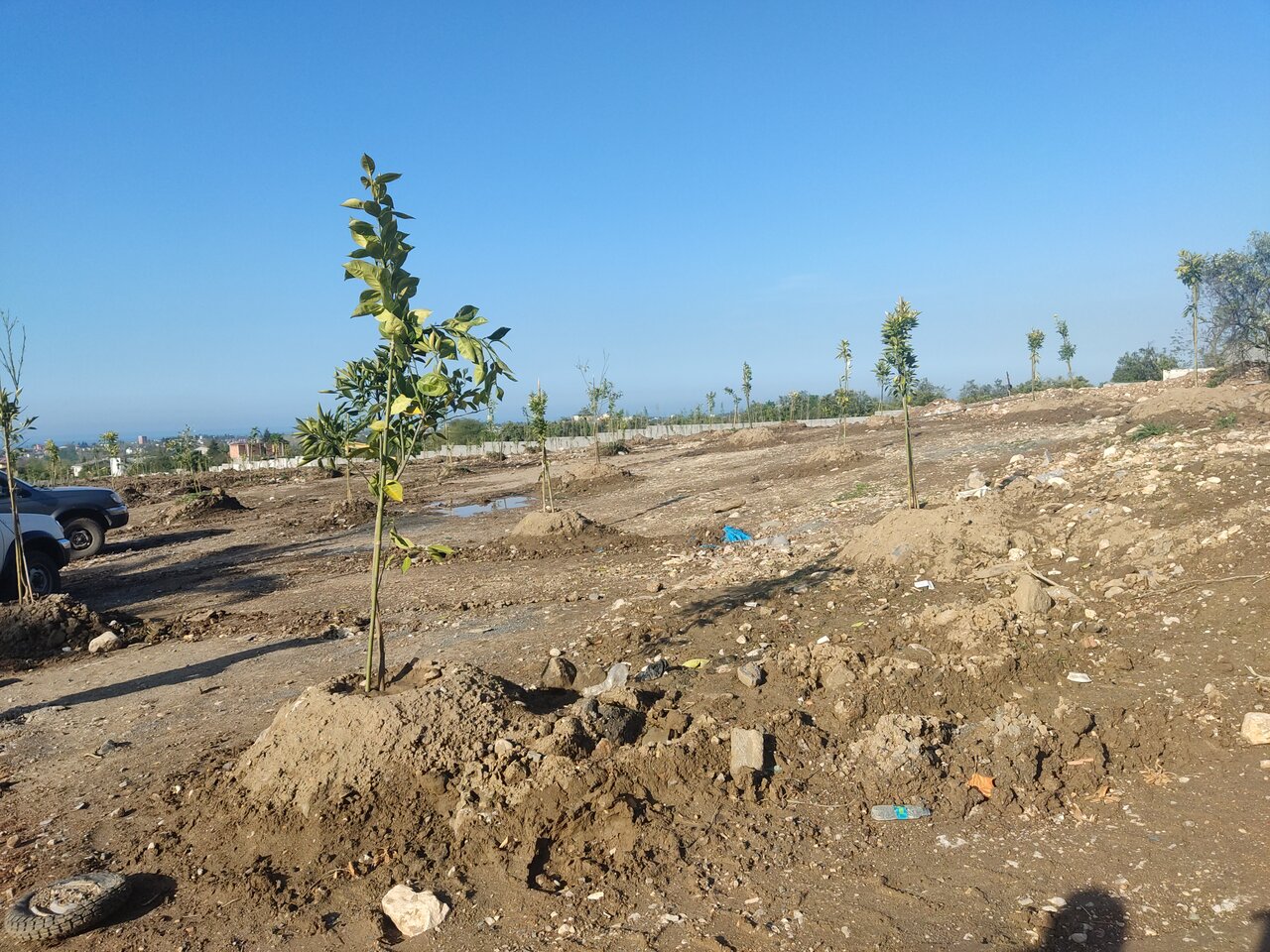 2000 اصله درخت جایگزین ویلاهای غیرمجاز