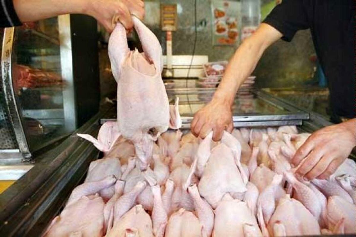 روزانه 150 تن گوشت مرغ در مازندران خریداری می شود