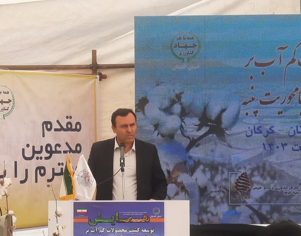 70 درصد پنبه کشور در گلستان تولید می شود