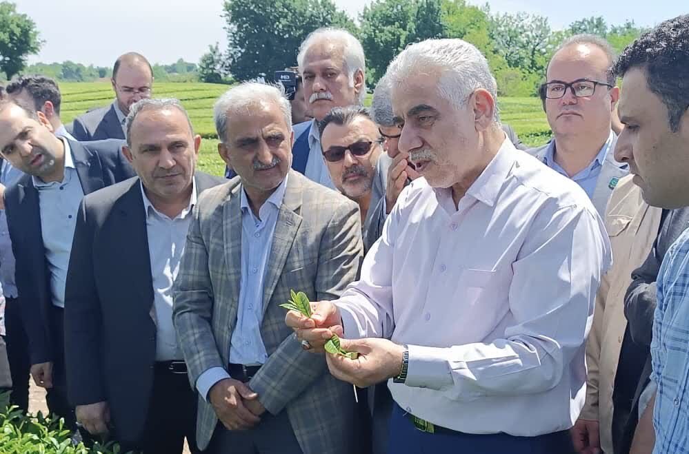 نگاه به چای گیلان باید صادرات محور باشد
