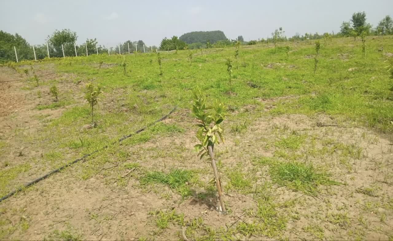 توزیع 5000 اصله نهال یارانه ای بین باغداران املشی