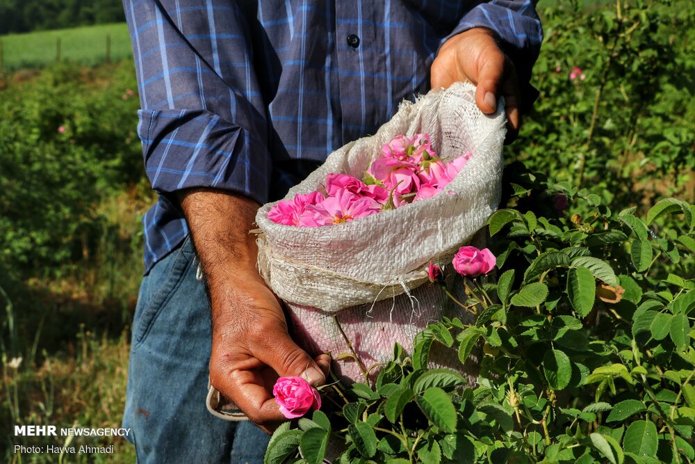 بهشت گلابگیری در روستای منجیر کجور
