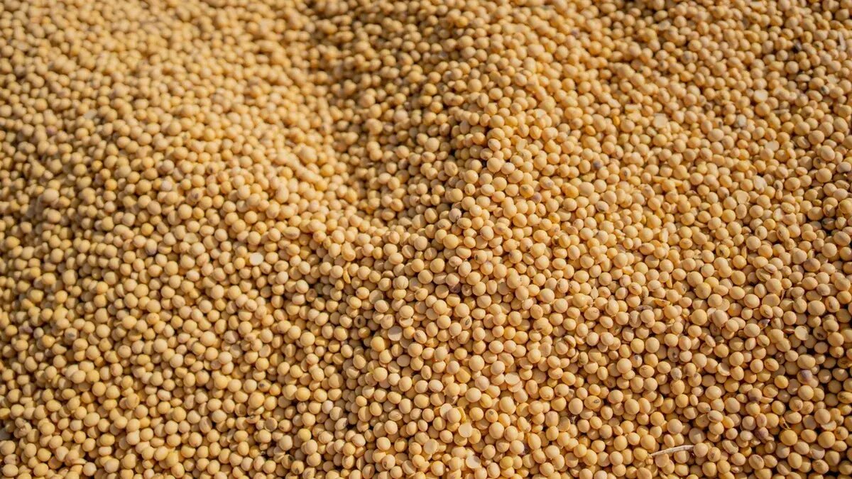 توزیع 278 تن بذر سویا توسط 6 شرکت در گلستان