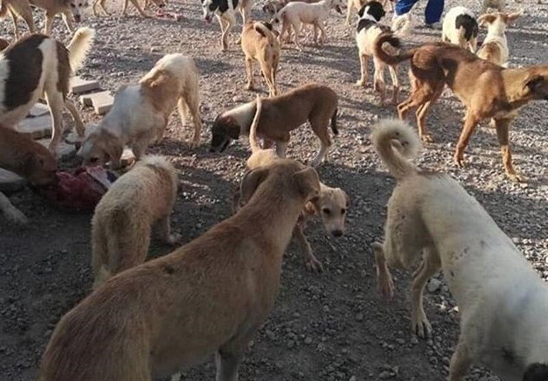17 مرکز ساماندهی سگ های ولگرد در مازندران فعال است