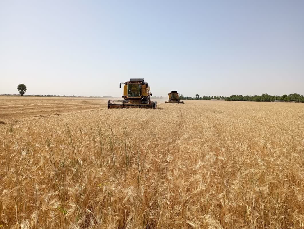 پرداخت 50 درصد از مطالبات گندم‎کاران گلستانی