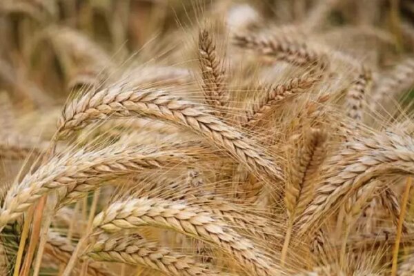 نقره داغ مدیر متخلف شرکت خدمات کشاورزی