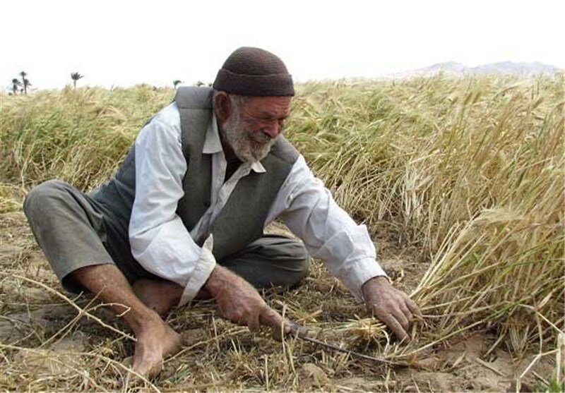کشت سویا در 8 هزار هکتار از اراضی گلستان