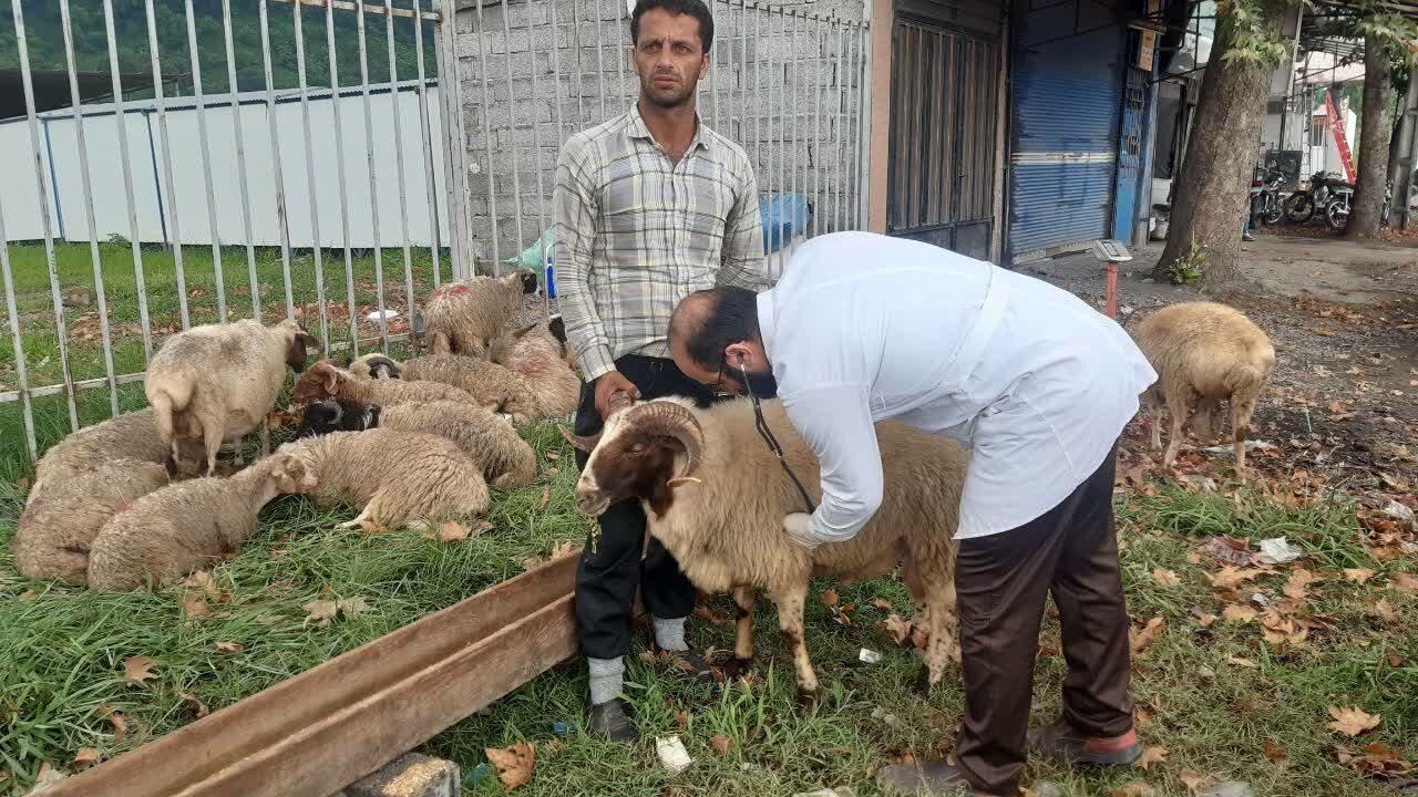 نظارت بهداشتی بر ذبح 1175 دام نذری در ایام تاسوعا و عاشورای حسینی