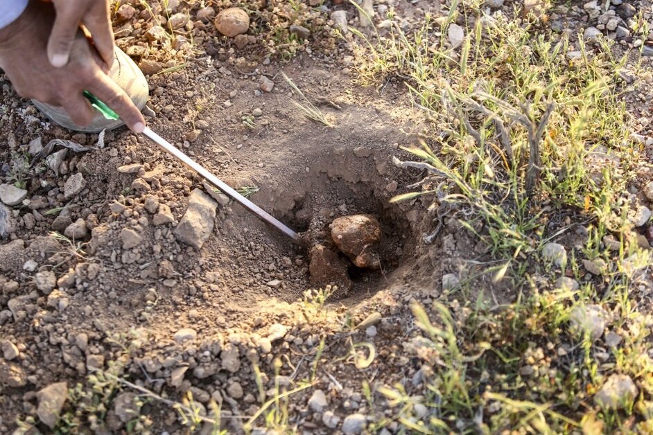 30کیلوگرم ترافل قاچاق در گنبدکاووس کشف شد